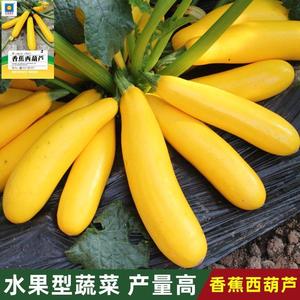 花仙子香蕉西葫芦种子水果型一年四季阳台易种盆栽北方新品种耐寒