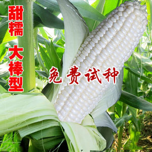 白甜糯玉米种子特大高产大棒甜玉米种子四季早中熟白苞米蔬菜种子