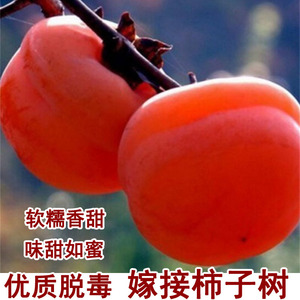 磨盘柿子树脆甜柿子树苗耐寒庭院盆地栽南北方种植当年结果果树苗