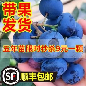 蓝莓树果苗带果蓝莓苗盆栽南北方种植兔眼特大阳台果树苗当年结果