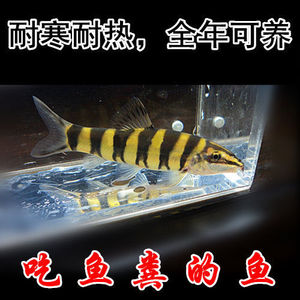中国原生鱼 纯正壮体沙鳅 冷水鱼 吃残渣鱼粪工具鱼 九间鼠包邮