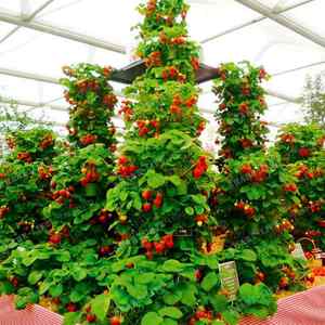 1000粒爬藤草莓种子四季奶油巨大白色草莓种子阳台庭院盆栽植物籽