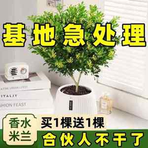 米兰花盆栽芳香浓郁四季常青植物室内阳台庭院绿植驱蚊虫净化空气