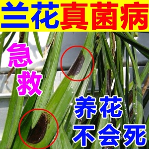 兰花黑斑病专用药百菌灵治黄叶焦尖发黑烂根杀菌建兰花肥料植物液