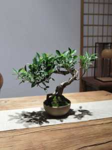 老桩造型虎皮榕素陶微型盆栽禅意台湾小叶榕盆景室内办公桌绿植