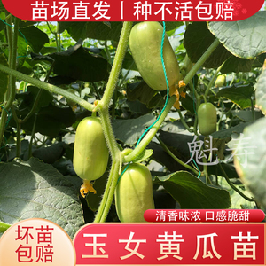 小黄瓜迷你金童玉女黄瓜秧苗带土发货超高产水果黄瓜种子籽四季苗