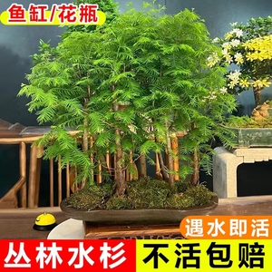 水杉树苗 盆栽鱼缸造景水培盆景溪流鱼池水生植物 绿植水草室内外