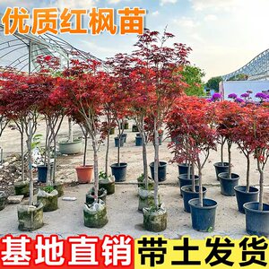 红枫树苗四季红舞姬别墅庭院绿化耐寒耐旱枫叶盆景北方种植物盆栽