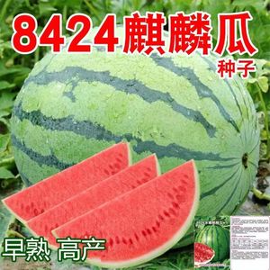 8424麒麟西瓜种子无籽特大高产少籽巨型甜王南方四季蔬菜水果种孑