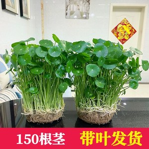 铜钱草招财办公室桌面盆栽金钱草花卉室内水培植物净化吸甲醛绿植