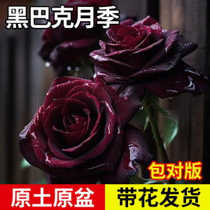 黑巴克玫瑰月季花盆栽老桩大苗丝绒暗红色四季开阳台庭院花卉绿植