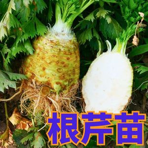 寿光根芹种苗秧苗高产芹菜秧苗雪白芹菜洋芹块芹春秋四季盆栽蔬菜