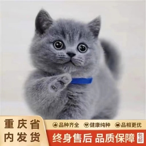 英短蓝猫幼猫猫咪活体纯种血统猫舍美短大猫活体英国短毛猫