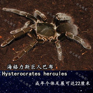 海格力斯巨人巴布网红新手入门品种爬虫巨型大蜘蛛捕鸟蛛宠物活体