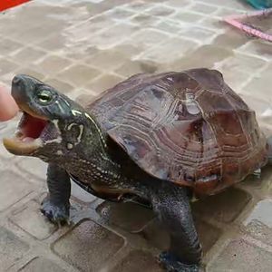 陆地巨型吃菜龟活体特大乌龟草龟宠物大型乌龟素食龟生蛋龟草乌龟