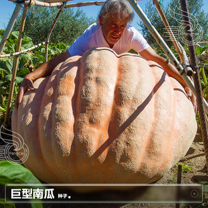 巨型特大甜南瓜种籽子种子南方秋夏季四季种植蔬菜籽疏菜种孑大全