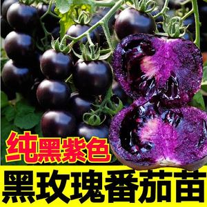寿光超甜黑玫瑰番茄秧苗纯黑紫色圣女果西红柿种子带土球四季阳台
