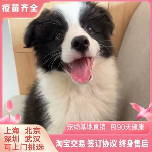 上海基地出售CKU纯种边牧幼犬活体宠物中型犬赛级双血统边境牧羊