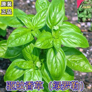 绿罗勒种子香花子驱蚊香草种籽种子盆栽植物种子四季播种香料