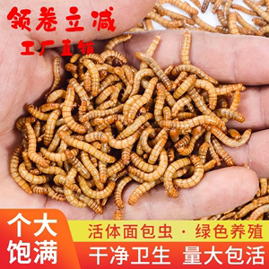 黑水虻活体幼虫鱼饵翘嘴钓鱼用活虫子面包虫活饵料红虫高蛋白饲料