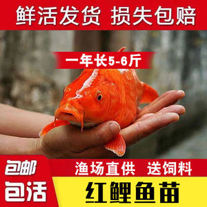 大品种兴国红鲤鱼苗可食用淡水养殖鱼苗荷包红鲤鱼苗包活