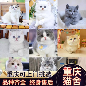 重庆猫舍布偶银渐层金渐层金吉拉蓝猫蓝白美短银点缅因拿破仑幼猫