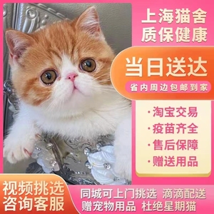 纯种加菲猫幼崽大脸猫波斯猫活体异国短毛猫宠物猫咪活物大包子脸