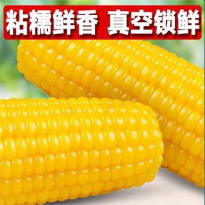 东北黑龙江鲜食甜糯玉米10棒真空包装新鲜玉米黄苞米粗粮非即食