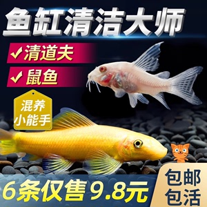 金苔鼠清洁鱼鱼缸工具鱼除藻吃粪便垃圾鱼老鼠鱼热带观赏鱼清道夫