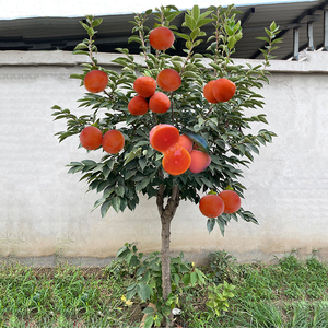 柿子苗树嫁接特大无核脆柿子树苗南方北方种植火晶柿子苗当年结果