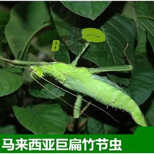 另类宠物马来巨扁竹节虫活体宠物昆虫活体叶子虫叶䗛竹节虫活体