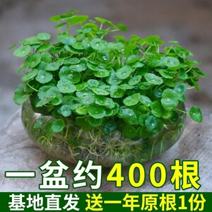 带叶铜钱草水培盆栽植物室内小绿植花卉水养金钱草籽水生四季好养