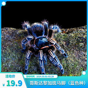 哥斯达黎加斑马脚蓝色种1.5-2cm 宠物蜘蛛捕鸟蛛办公室学生宠物