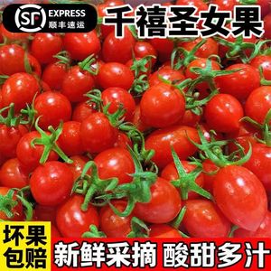 【超甜】广西圣女果千禧爆甜小番茄樱桃小西红柿新鲜当季水果批发
