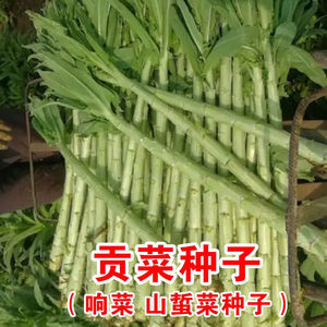 宫廷贡菜种子响菜籽四季耐寒抗热蔬菜种子爽口脆嫩苔菜种子