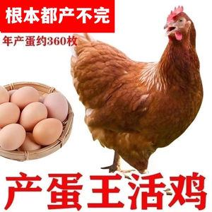 正宗海兰褐鸡活苗产蛋王活体高产蛋母鸡活鸡高产蛋鸡出壳苗小鸡苗