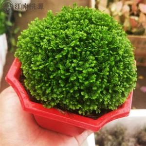 室内植物花卉不喜光植珊瑚厥常绿蕨类植物翠云草绿地球盆栽植物