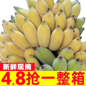 正宗广西小米蕉10斤新鲜香蕉芭蕉水果香焦自然熟苹果蕉粉蕉甜