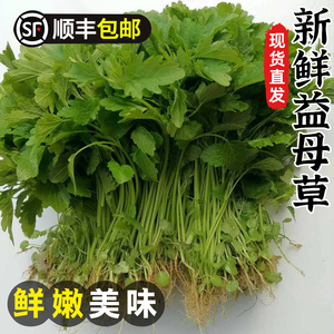 益母草新鲜坤草野菜女性修养生理期需要500g新鲜益母草菜鲜蔬菜