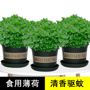 菠荷盆栽禄植去蚊子薄荷叶新鲜食用花盆可以吃的驱蚊草植物室内