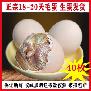 毛蛋鸡胚蛋新鲜18--21天毛鸡蛋烧烤生的半鸡半蛋喜蛋非活珠子40枚