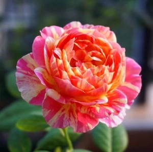 克劳德莫奈月季欧月花苗浓香盆栽勤花条纹复色抗病玫瑰阳台绿植物