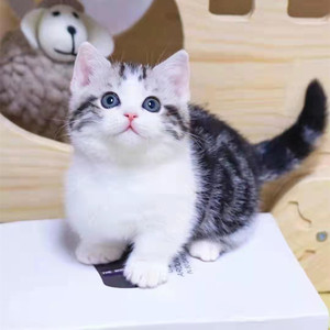 香港澳门发货加白起司美短猫幼崽矮脚折耳曼基康标虎斑短毛宠物猫