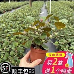 小盼菩提特多果中国风禅意盆栽植物绿植室内花卉茶台书房办公桌面