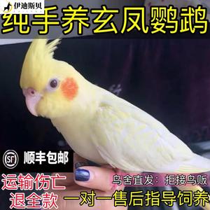 玄风鹦鹉活物凤活鸟原始灰白子黄化珍珠说话唱歌雏鸟繁殖活鸟