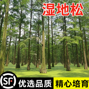 新采湿地松种子落叶松种子松树木种子水上公园绿化造林