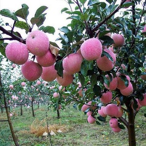 新品种红心烟富苹果嫁接苗南北方四季种植地栽盆栽特大红富士树苗
