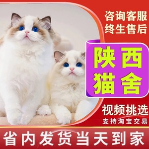 纯种布偶猫幼猫活物蓝双海双仙女猫蓝眼睛长毛猫幼崽活体宠物猫咪