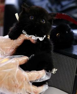 香港发货英短招财纯黑色矮脚曼基康猫孟买猫幼猫崽活体宠物小黑猫