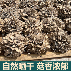 新鲜庆元农家灰树花干货无泥沙非特级舞茸菌栗蘑香菇